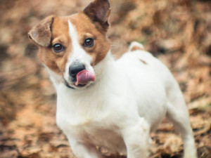 Fešák Tony je připraven do nové rodiny