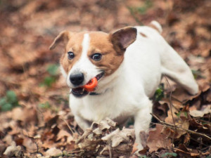 Fešák Tony je připraven do nové rodiny