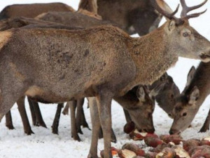 Správa Národního parku Šumava uzavřela jelení výběh