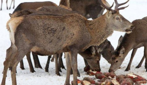 Na Šumavě je uzavřen jelení výběh