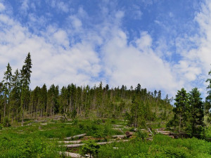 Nová zonace NP Šumava navrhuje 27 procent bezzásahové plochy