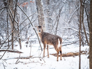 Lidé mohou u Srní pozorovat desítky jelenů