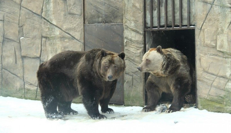 Medvědí bratři Ben a Dick z hlubocké zoo oslavili třicátiny