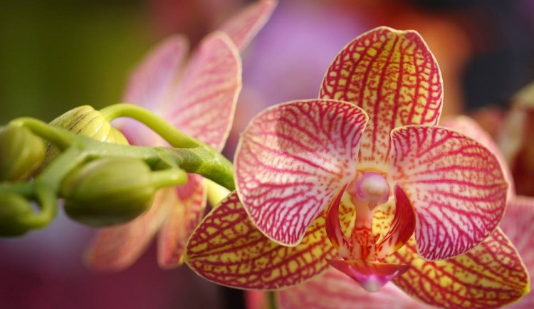 SOUTĚŽ: Do muzea se vrací tradiční výstava orchidejí