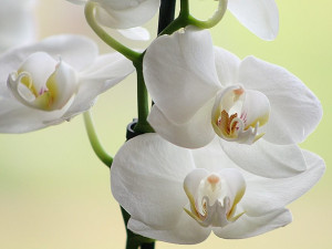 Do muzea se vrací tradiční výstava orchidejí