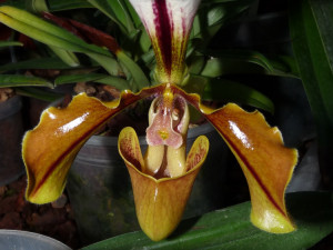 Do muzea se vrací tradiční výstava orchidejí