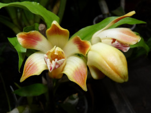 Do muzea se vrací tradiční výstava orchidejí