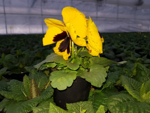 Zahradnictví Boškovi