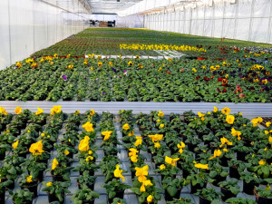 Zahradnictví Boškovi