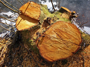 Inspektoři pokutovali dvě firmy za kácení podél přítoku Hodslavského potoka