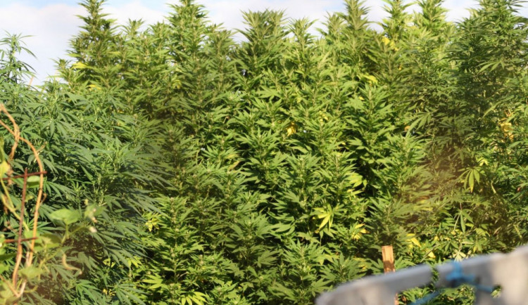 FOTO: Muži pěstovali konopí ve velkém, policisté jim zabavilo 14 kilo. Hrozí jim až deset let