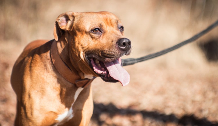 HLEDÁME PÁNÍČKA: Hugo se vrátil z adopce. Najde konečně šťastný domov?
