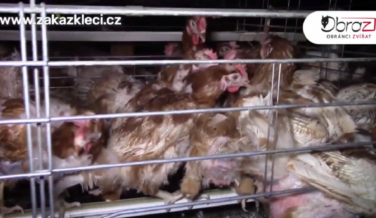 Po kožešinových farmách vyráží ochránci do boje s klecovými chovy