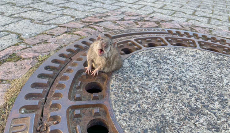 FOTO: Uvízlého potkana zachránili hasiči. Zpráva obletěla svět. Lidé mu přáli ale i drastickou smrt