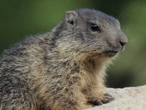 Vyhrajte vstupenky na večerní komentovanou prohlídku v Zoo Hluboká
