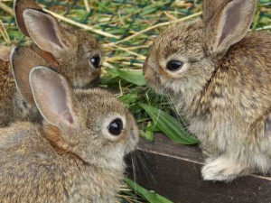 Vyhrajte vstupenky na večerní komentovanou prohlídku v Zoo Hluboká