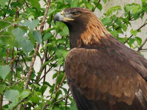 Vyhrajte vstupenky na večerní komentovanou prohlídku v Zoo Hluboká