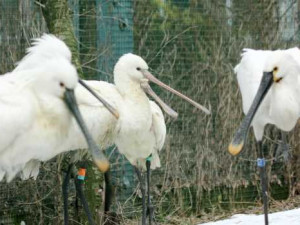 Vyhrajte vstupenky na večerní komentovanou prohlídku v Zoo Hluboká