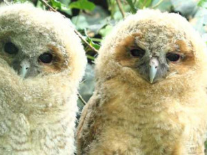 Vyhrajte vstupenky na večerní komentovanou prohlídku v Zoo Hluboká