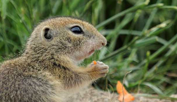 Vyhrajte vstupenky na večerní komentovanou prohlídku v Zoo Hluboká