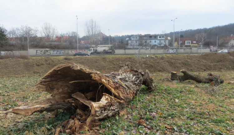Volně pohozené kmeny měly svůj účel. V Brně někdo ukradl broukoviště