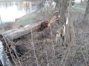 Následky silného větru v Budějcích.