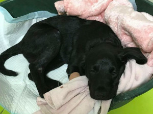 Krajská veterinární správa v loňském roce řešila tři případy týrání psa, dva z nich skončily smrtí