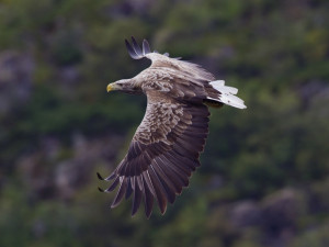 Ekologové našli na Strakonicku uhynulého orla, asi byl otráven