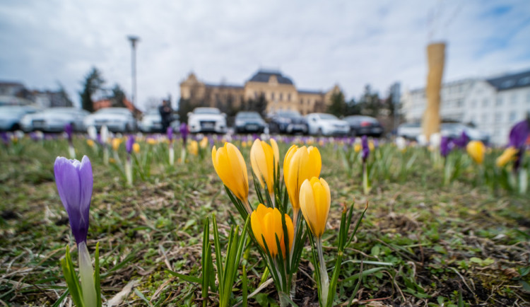 FOTO: Lidé se kochají rozkvetlými loukami. Před muzeem vyrostlo krokusové pole