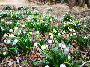Líšenické louky za Hlubokou. Autor: Tomáš Fotím Nakaši