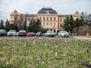 Krokusy na Senovážném náměstí. Foto: Jan Luxík