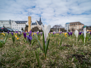 Krokusy na Senovážném náměstí. Foto: Jan Luxík