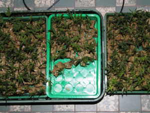 Mladý muž v Písku měl doma pěstírnu, prodával hašiš