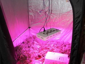 Mladý muž v Písku měl doma pěstírnu, prodával hašiš