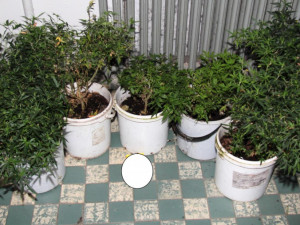 Mladý muž v Písku měl doma pěstírnu, prodával hašiš