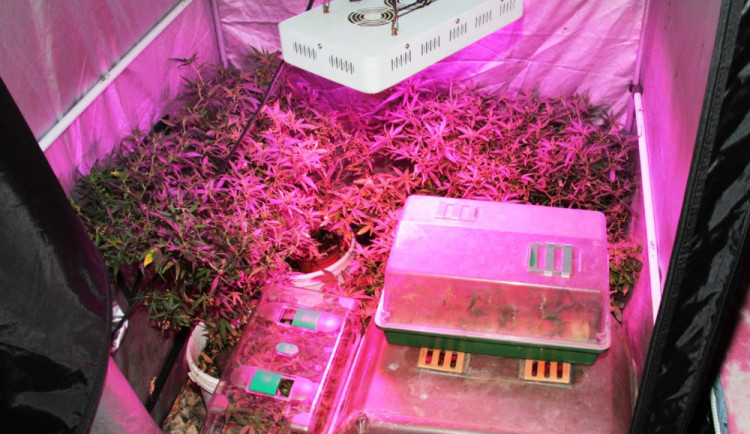 Mladý muž v Písku měl doma pěstírnu, prodával hašiš