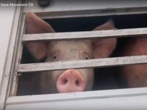 Smrt v přímém přenosu. Budou na českých jatkách kamery?