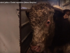 Smrt v přímém přenosu. Budou na českých jatkách kamery?