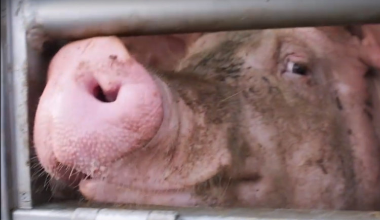 Smrt v přímém přenosu. Budou na českých jatkách kamery?