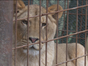 Chovatelka lvů z jihu Čech opětovně nedostala povolení k jejich chovu