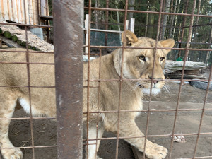 Chovatelka lvů z jihu Čech opětovně nedostala povolení k jejich chovu