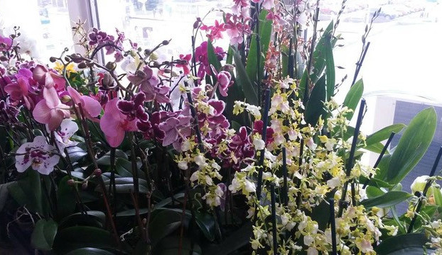 SOUTĚŽ: Metropol znovu ozdobí prodejní výstava orchidejí a exotických rostlin