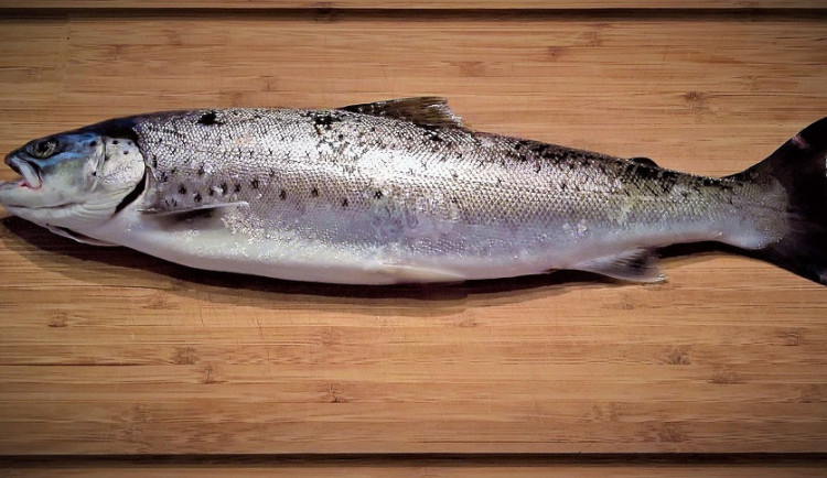 Do Česka se z Itálie dostalo víc než 10 tisíc pstruhů s nebezpečnou látkou