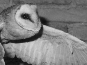 Hlubocká zoo slaví výročí. Její zakladatel přicestuje z minulosti