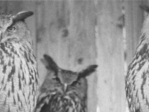 Hlubocká zoo slaví výročí. Její zakladatel přicestuje z minulosti