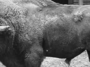 Hlubocká zoo slaví výročí. Její zakladatel přicestuje z minulosti