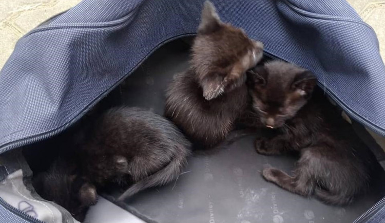 Neznámý člověk se chtěl zbavit koťat, naskládal je do tašky a zavěsil v Brně u silnice