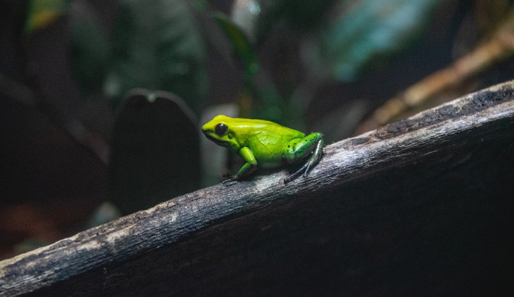 Zoo Ohrada připravuje projekt nočního pavilonu
