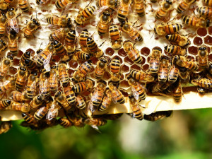 Budějce mají včelařskou pohotovost, služba je bezplatná