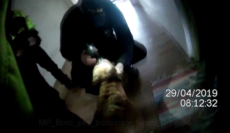 VIDEO: Muž v Brně týral svého pitbula, protože na něj vrčel. Zasáhnout museli strážníci